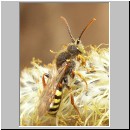 Nomada lathburiana - Wespenbiene m03.jpg